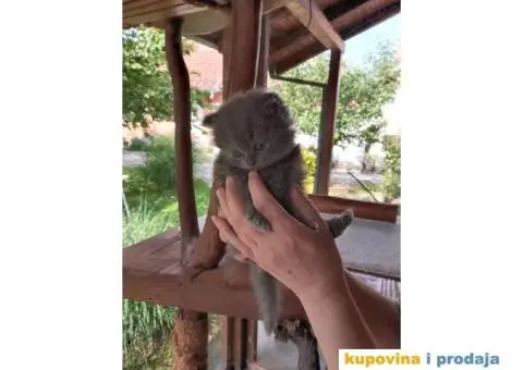 Persijsko mače - 4/13