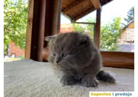 Persijsko mače - 5/13