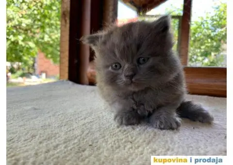 Persijsko mače - 6/13