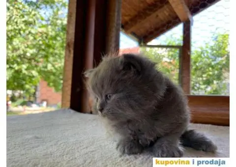 Persijsko mače - 7/13