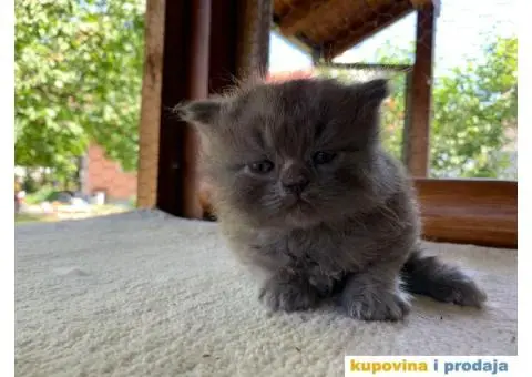 Persijsko mače - 8/13