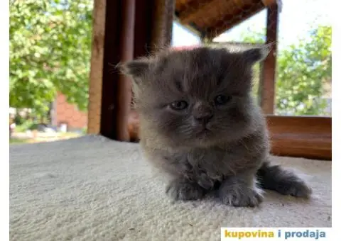 Persijsko mače - 9/13