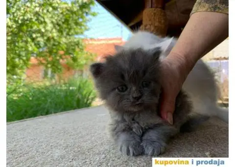 Persijsko mače - 10/13