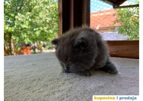 Persijsko mače - 11/13