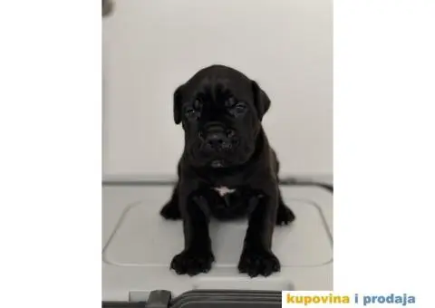 Na prodaju vrhunski štenci rase Kane Korso - 1/10