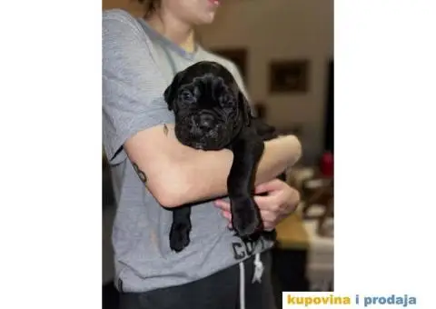 Na prodaju vrhunski štenci rase Kane Korso - 2/10