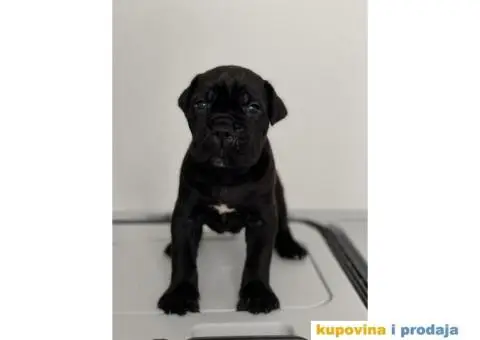 Na prodaju vrhunski štenci rase Kane Korso - 3/10