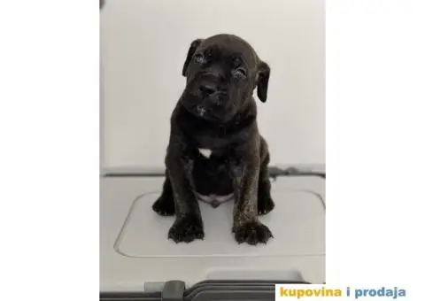 Na prodaju vrhunski štenci rase Kane Korso - 4/10