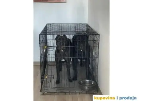 Na prodaju vrhunski štenci rase Kane Korso - 5/10