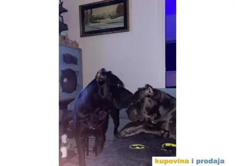 Na prodaju vrhunski štenci rase Kane Korso - 6/10