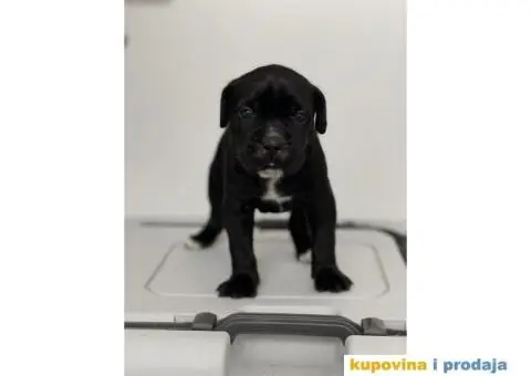 Na prodaju vrhunski štenci rase Kane Korso - 7/10