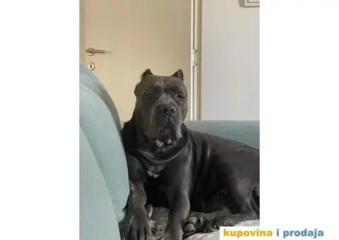 Na prodaju vrhunski štenci rase Kane Korso - 8/10