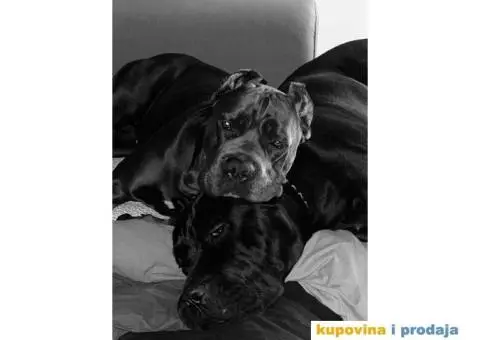 Na prodaju vrhunski štenci rase Kane Korso - 9/10