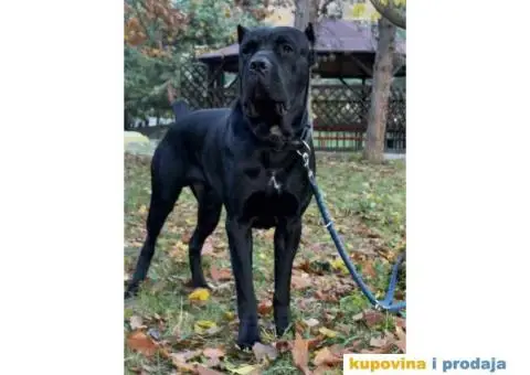 Na prodaju vrhunski štenci rase Kane Korso - 10/10