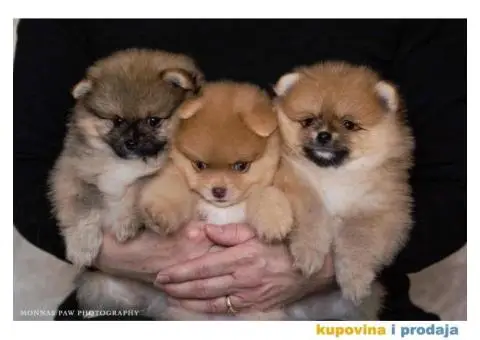 Pomeranac Boo štenci - 1/6