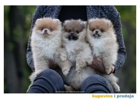 Pomeranac Boo štenci - 2/6