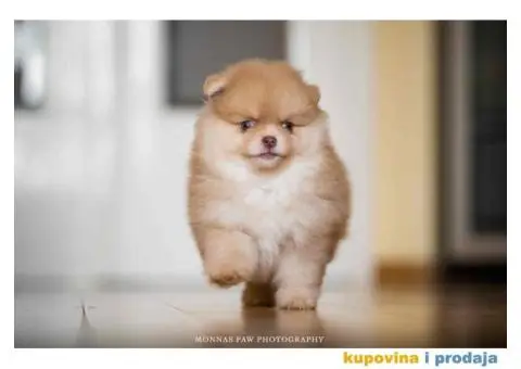 Pomeranac Boo štenci - 3/6