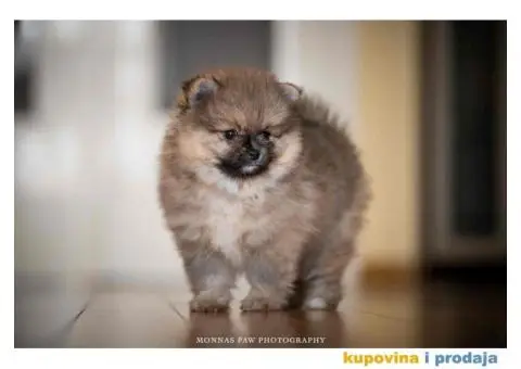 Pomeranac Boo štenci - 4/6