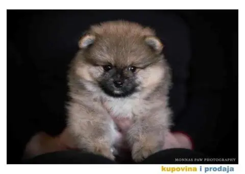 Pomeranac Boo štenci - 5/6