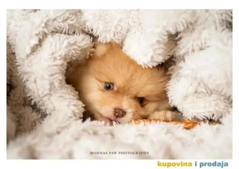 Pomeranac Boo štenci - 6/6