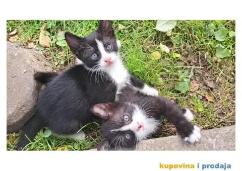 Dajemo macice za udomljavanje - 1/6