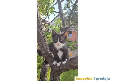 Dajemo macice za udomljavanje - 2/6