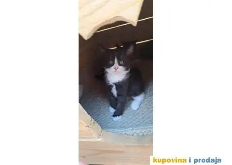 Dajemo macice za udomljavanje - 3/6