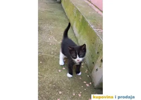 Dajemo macice za udomljavanje - 4/6