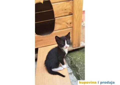 Dajemo macice za udomljavanje - 5/6