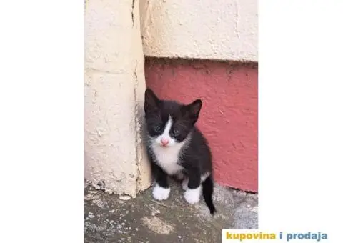 Dajemo macice za udomljavanje - 6/6