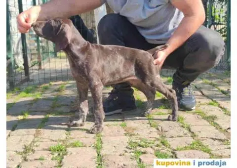 Stenci nemackog kratkodlakog pticara - 2/14