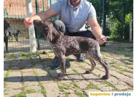 Stenci nemackog kratkodlakog pticara - 3/14