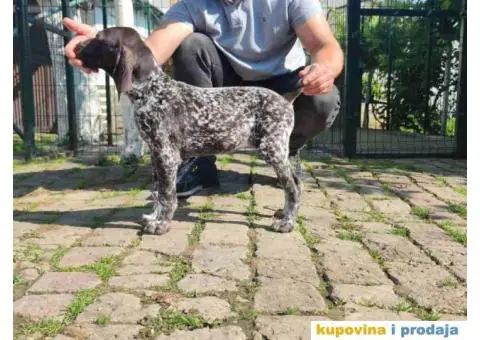 Stenci nemackog kratkodlakog pticara - 4/14