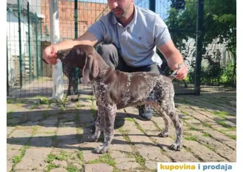 Stenci nemackog kratkodlakog pticara - 5/14