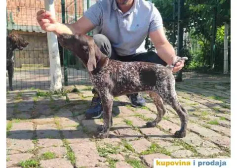 Stenci nemackog kratkodlakog pticara - 6/14