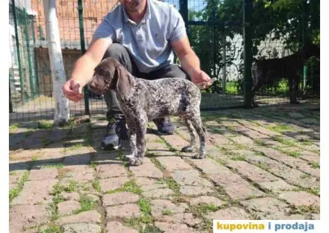 Stenci nemackog kratkodlakog pticara - 7/14