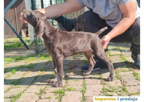 Stenci nemackog kratkodlakog pticara - 8/14