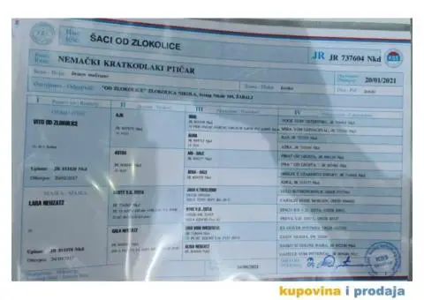 Stenci nemackog kratkodlakog pticara - 9/14