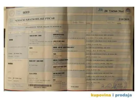 Stenci nemackog kratkodlakog pticara - 10/14