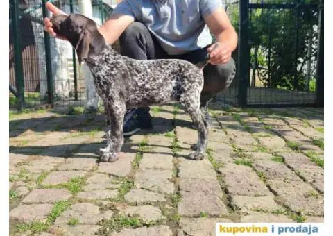 Stenci nemackog kratkodlakog pticara - 11/14