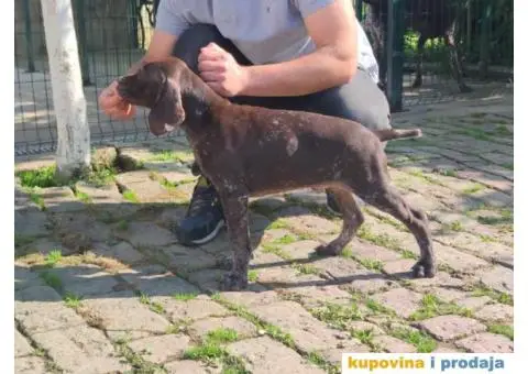 Stenci nemackog kratkodlakog pticara - 12/14