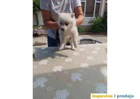 Stenci nemackog kratkodlakog pticara - 13/14