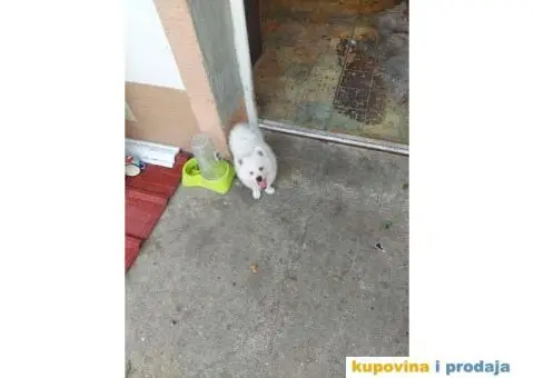 Stenci nemackog kratkodlakog pticara - 14/14