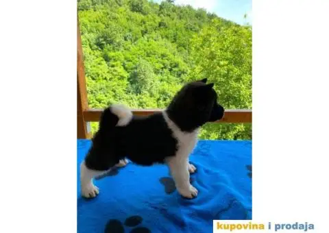 TOP stenci Američke akite - 1/11