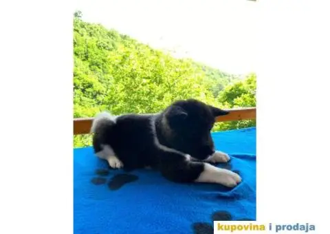 TOP stenci Američke akite - 2/11