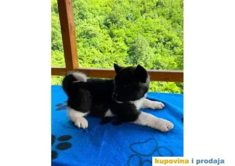 TOP stenci Američke akite - 3/11