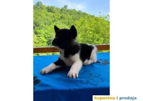 TOP stenci Američke akite - 4/11