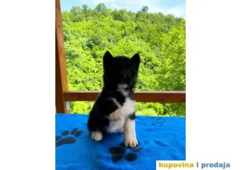 TOP stenci Američke akite - 5/11