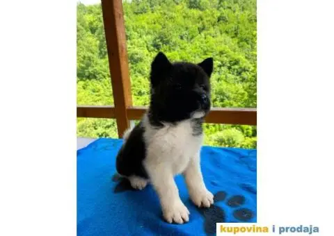 TOP stenci Američke akite - 6/11