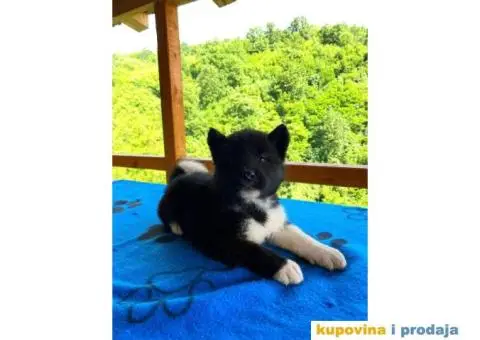 TOP stenci Američke akite - 7/11